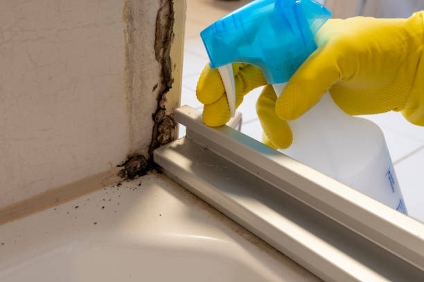 Best Kitchen Mold Remediation in Half Moon Bay, CA