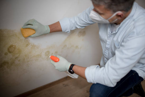 Best Bathroom Mold Remediation in Half Moon Bay, CA