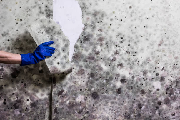 Half Moon Bay, CA Mold Remediation Company